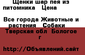 Щенки шар-пея из питомника › Цена ­ 15 000 - Все города Животные и растения » Собаки   . Тверская обл.,Бологое г.